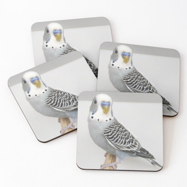 Item preview, Budgie - Model 4 designed and sold by Aviario Soler Alcaide.