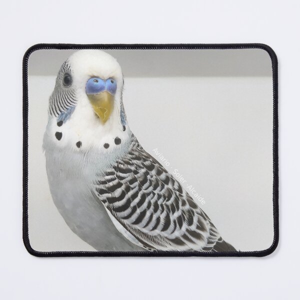 Item preview, Budgie - Model 4 designed and sold by Aviario Soler Alcaide.