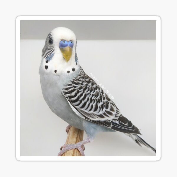 Item preview, Budgie - Model 4 designed and sold by Aviario Soler Alcaide.