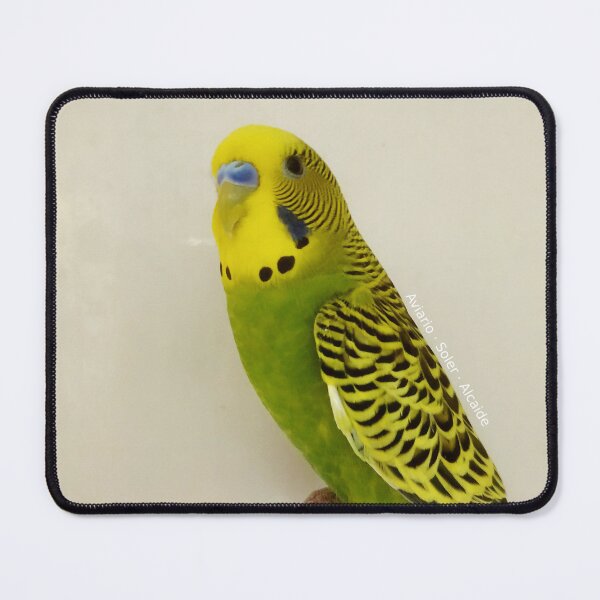 Item preview, Budgie - Model 5 designed and sold by Aviario Soler Alcaide.