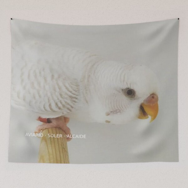 Item preview, Budgie - Model 6 designed and sold by Aviario Soler Alcaide.