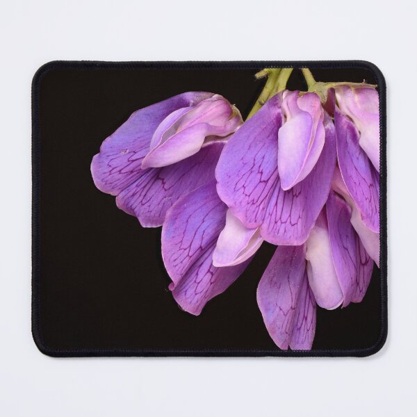 Item preview, Sweet Pea Flower Macro – Purple Lathyrus Petals on Black Background designed and sold by Goiko7Margarita.