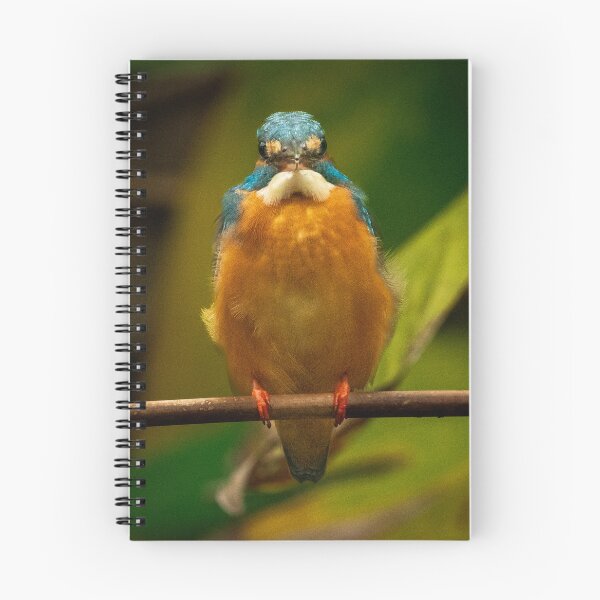 Item preview, Stare of a Kingfisher designed and sold by TravellingFatmn.