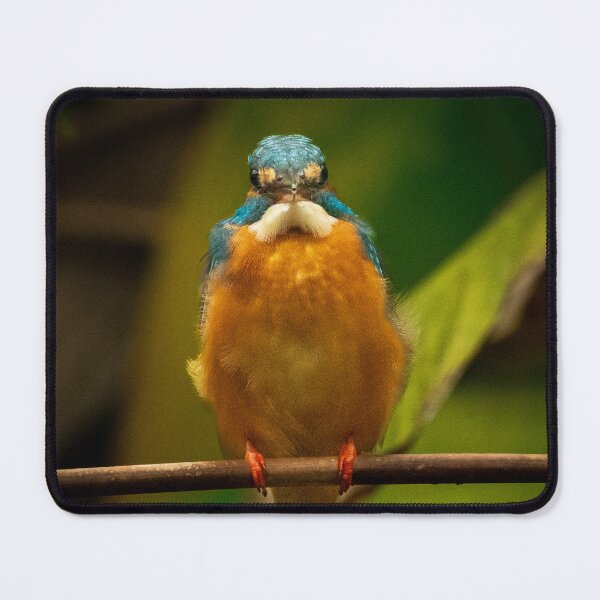 Item preview, Stare of a Kingfisher designed and sold by TravellingFatmn.