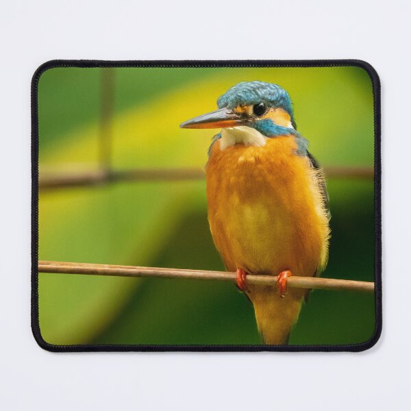 Item preview, Kingfisher perched on a branch designed and sold by TravellingFatmn.