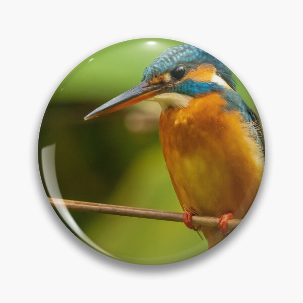 Item preview, Common Kingfisher designed and sold by TravellingFatmn.