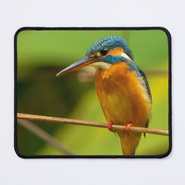 Item preview, Common Kingfisher designed and sold by TravellingFatmn.