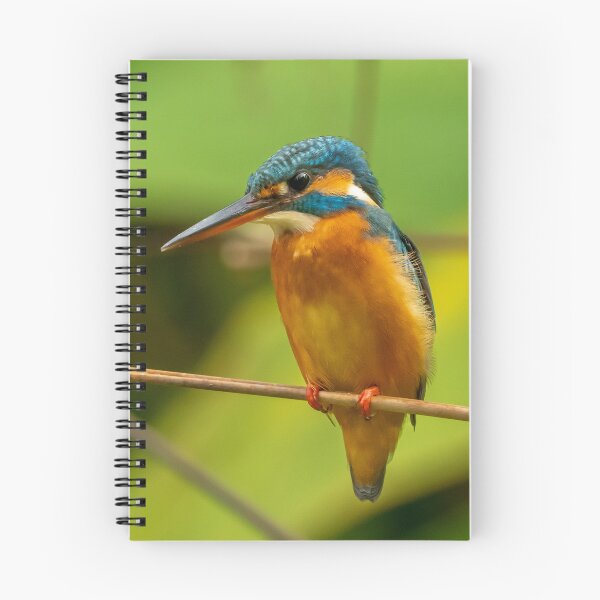 Item preview, Common Kingfisher designed and sold by TravellingFatmn.