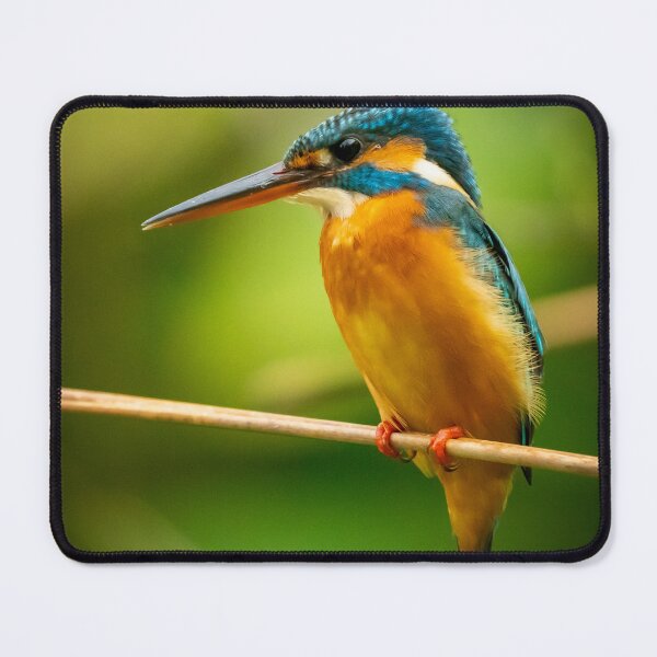Item preview, Common Kingfisher designed and sold by TravellingFatmn.