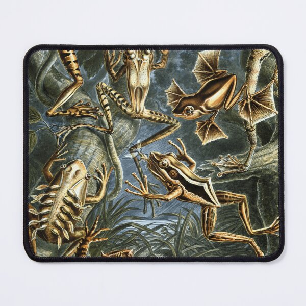 Item preview, Vintage Frog Illustration Ernst Haeckel Scientific Art designed and sold by rapplatt.