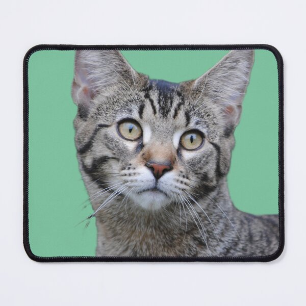 Item preview, Clover the Tabby Kitten designed and sold by ArtsyAsFunk.
