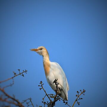 Artwork thumbnail, Cattle Egret Stands Gracefully in Field by WingsOfWonders