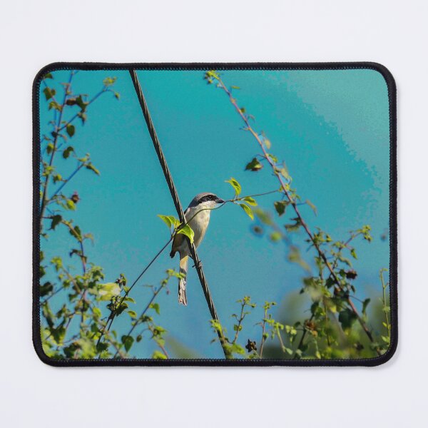Item preview, Bird Sitting Quietly in Natural Light designed and sold by WingsOfWonders.