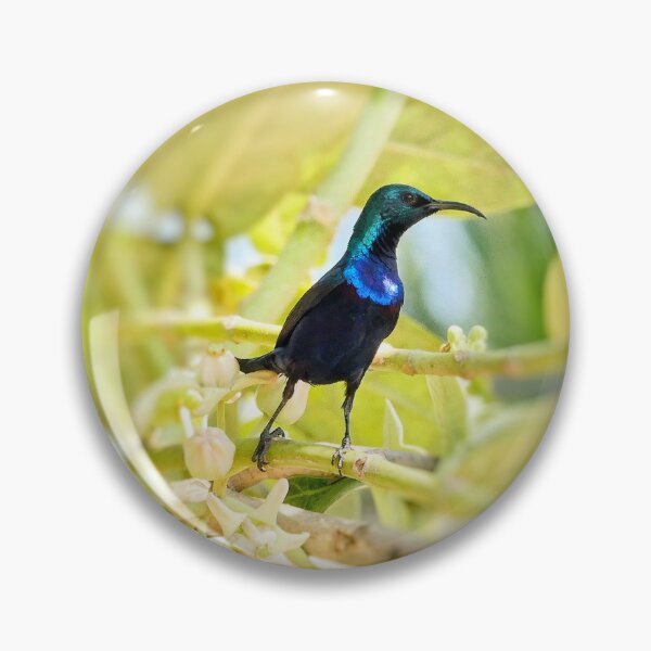 Item preview, Colorful Sunbird in Natural Light designed and sold by WingsOfWonders.