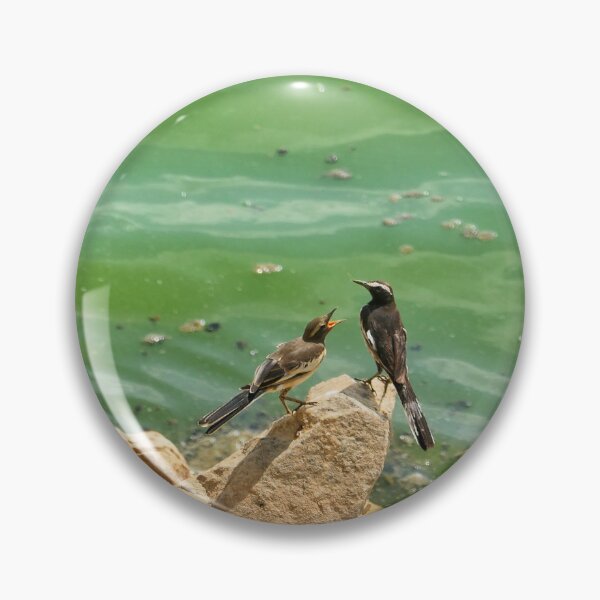 Item preview, White-browed Wagtail Near Water’s Edge designed and sold by WingsOfWonders.