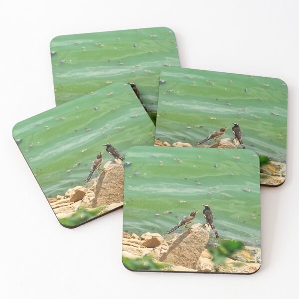 Item preview, White-browed Wagtail Near Water’s Edge designed and sold by WingsOfWonders.