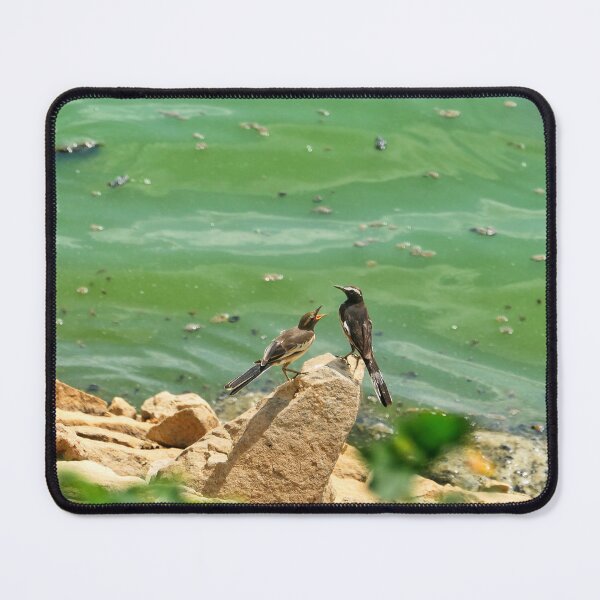 Item preview, White-browed Wagtail Near Water’s Edge designed and sold by WingsOfWonders.
