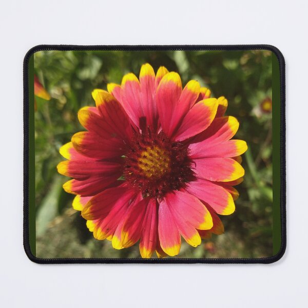 Item preview, Gaillardia Flower designed and sold by Sky-99.