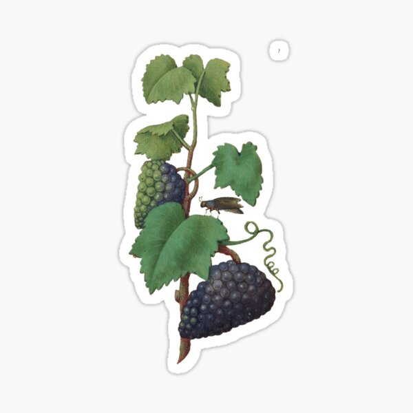 Item preview, Antique illustration of grapevine designed and sold by CraftyCorner289.