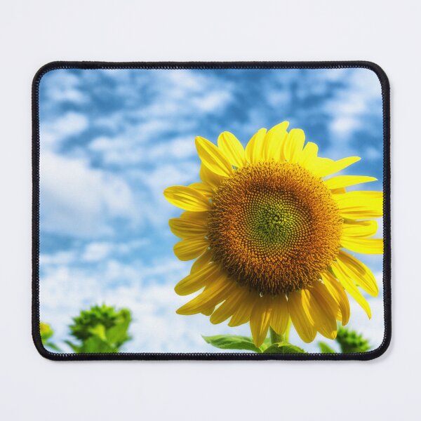 Item preview, The photo captures vibrant sunflowers blooming across a sunny farm field. designed and sold by DezibyDang.
