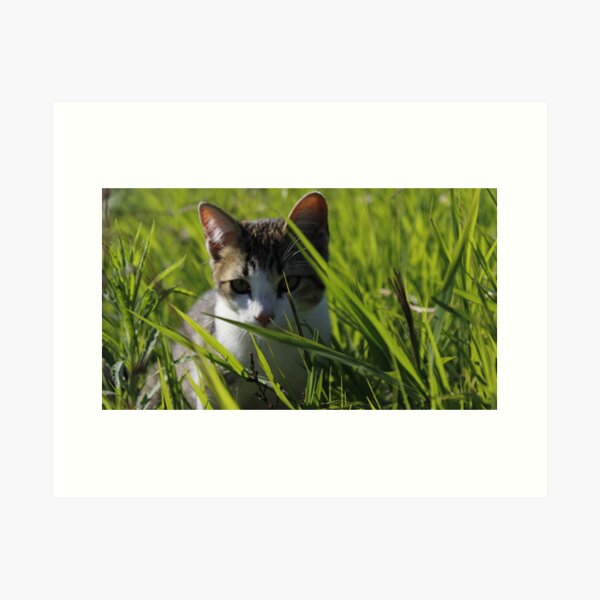 Item preview, Kitty designed and sold by photos33.