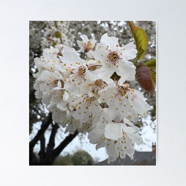 Item preview, White blossom designed and sold by Antz Designs.