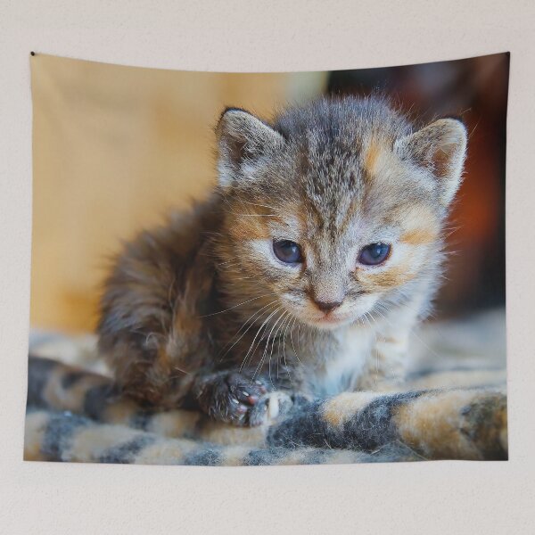Item preview, Cute kitten in focus designed and sold by beatbieri.ch.