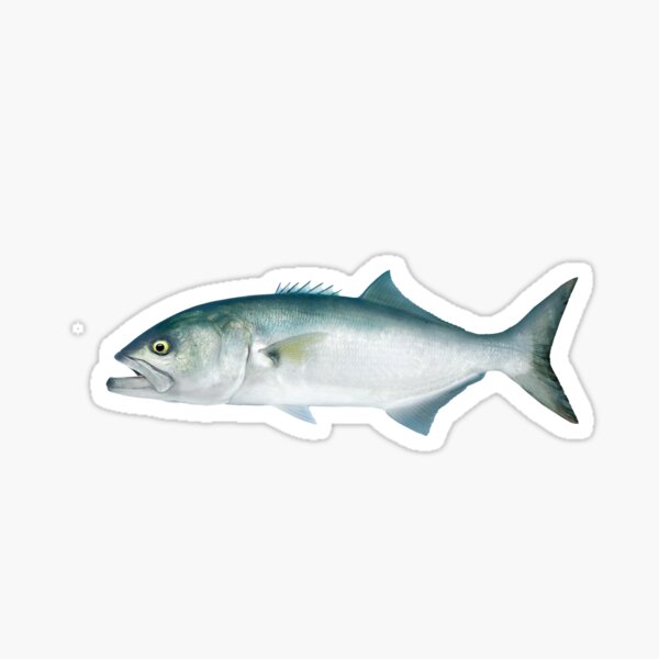 Bluefish Stickers for Sale