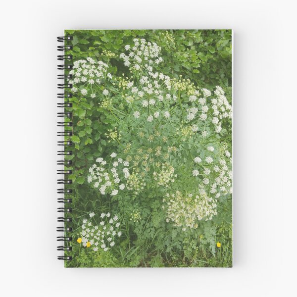 Item preview, Cow parsley photograph designed and sold by esvb.