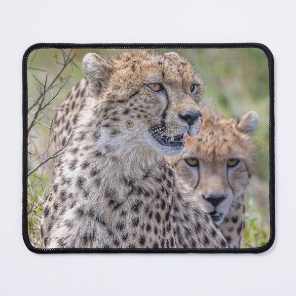 Item preview, Two Cheetahs on the Hunt Masai Mara Kenya designed and sold by PhotoArt by Joan Carroll.