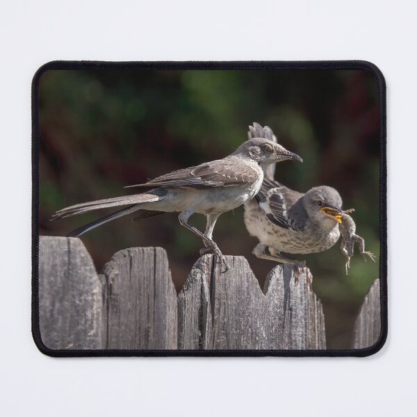 Item preview, Mockingbird Feeding Her Fledgling a Lizard designed and sold by CarolM.