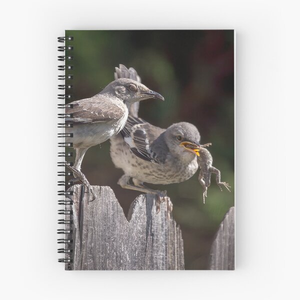 Item preview, Mockingbird Feeding Her Fledgling a Lizard designed and sold by CarolM.