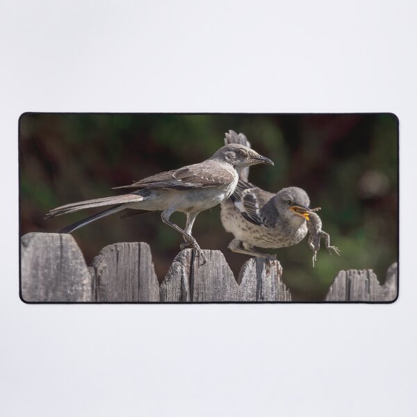 Item preview, Mockingbird Feeding Her Fledgling a Lizard designed and sold by CarolM.