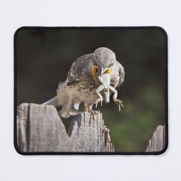 Item preview, Mockingbird Fledgling Unable to Swallow Lizard, Coughs Him Up.   designed and sold by CarolM.