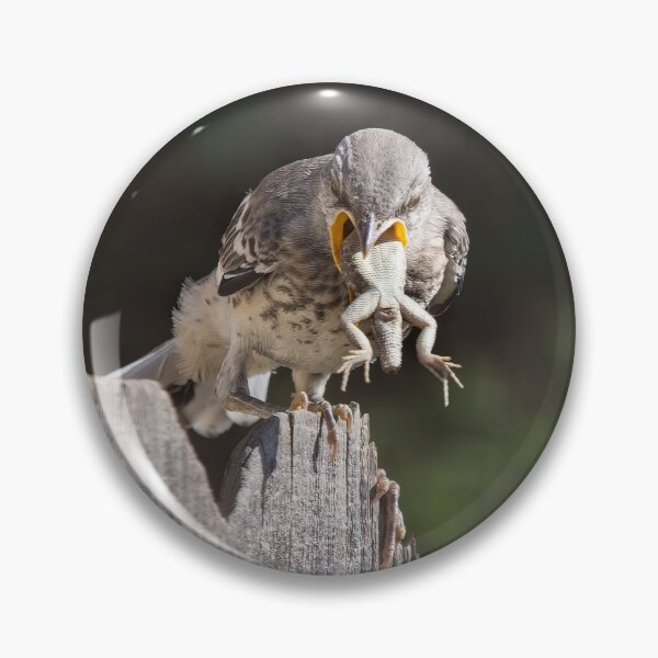 Item preview, Mockingbird Fledgling Unable to Swallow Lizard, Coughs Him Up.   designed and sold by CarolM.