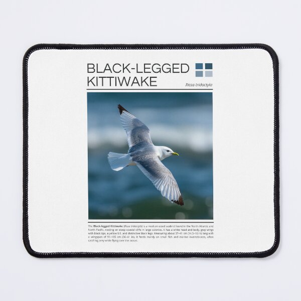 Item preview, Black-legged Kittiwake designed and sold by StudioRedKoala.
