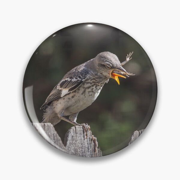 Item preview, Mockingbird Fledgling Trying To Choke Down a Lizard designed and sold by CarolM.