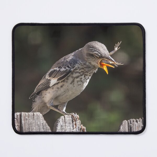 Item preview, Mockingbird Fledgling Trying To Choke Down a Lizard designed and sold by CarolM.
