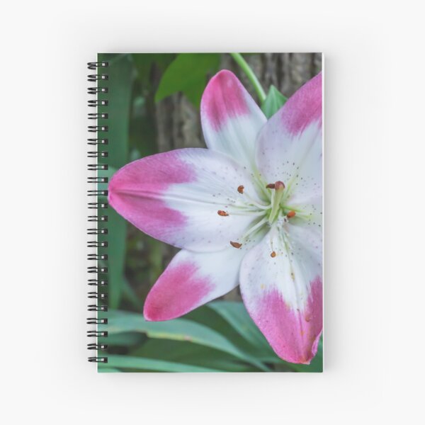 Item preview, Pretty Asiatic Lily, White with Rose Tips called Lollypop, in Front of a Tree designed and sold by LINDA MCKUSICK.