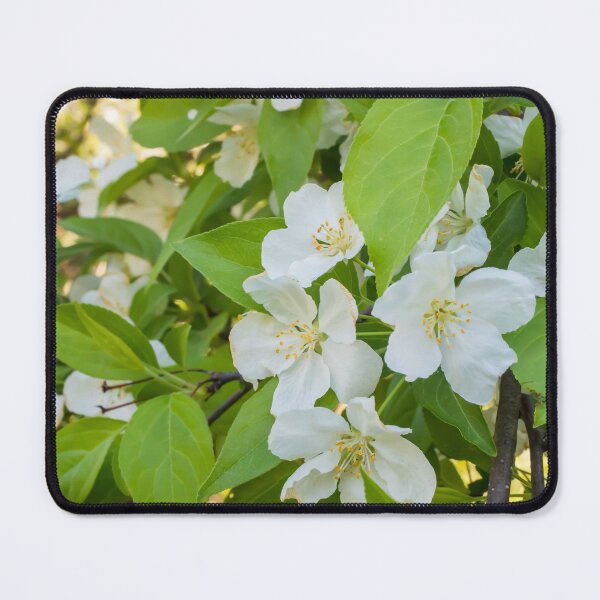 Item preview, Siberian Crabapple Blossoms, Malus Baccata designed and sold by LINDA MCKUSICK.