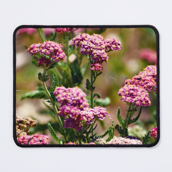 Item preview, Yarrow Pink designed and sold by Tracy Engle.