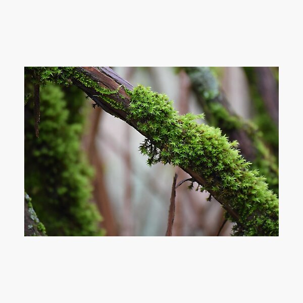 Item preview, Moss Near the Coast designed and sold by Tracy Engle.
