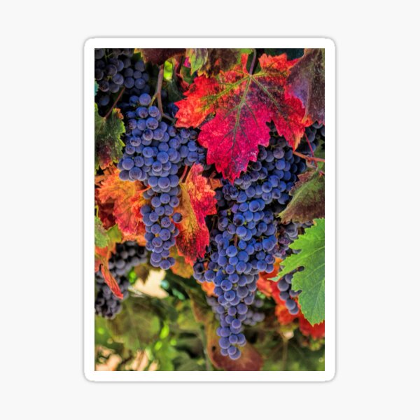 Item preview, Harvest Grapes Wine Country Autumn Vineyard designed and sold by Stephanie Laird.