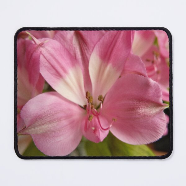 Item preview, Close-up of pink Alstroemeria flower petals designed and sold by Leaf & Layer.