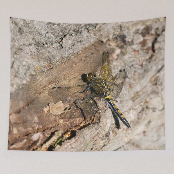 Item preview, Log'ed. Northern white-faced darter designed and sold by Jouko Lehto Photography.