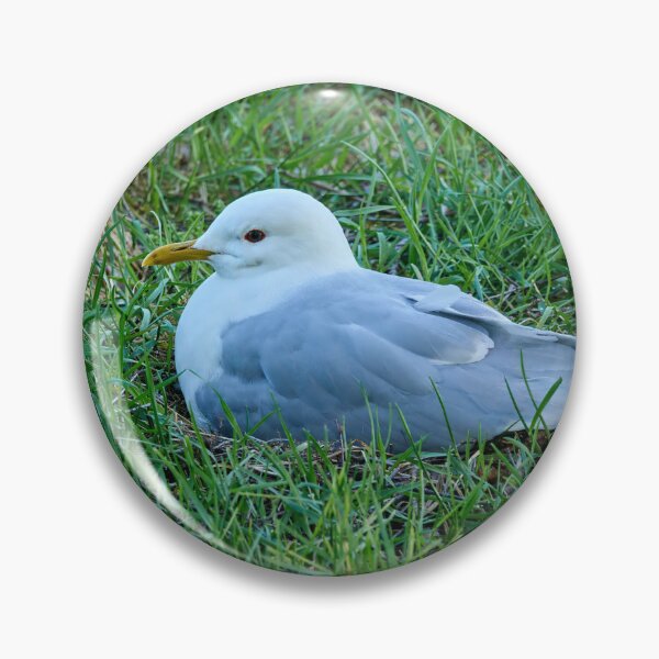 Item preview, My eggs my future. Common gull designed and sold by Jouko Lehto Photography.