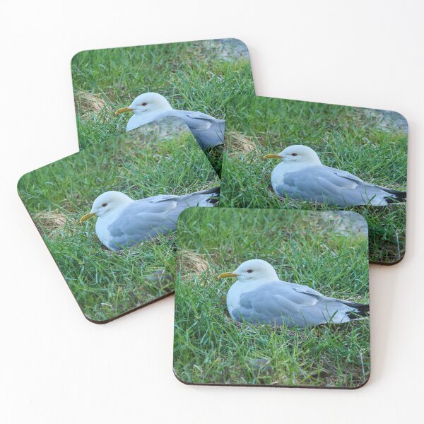 Item preview, Mis huevos, mi futuro. Gaviota común designed and sold by Jouko Lehto Photography.