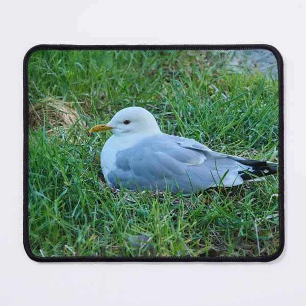 Item preview, My eggs my future. Common gull designed and sold by Jouko Lehto Photography.