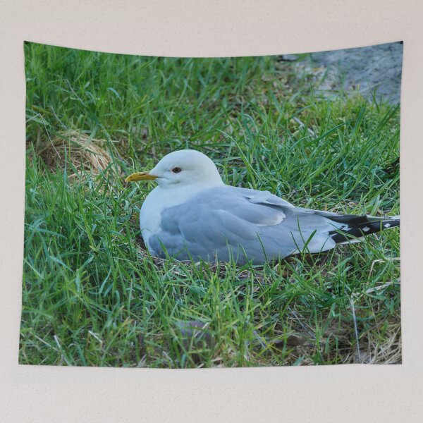 Item preview, My eggs my future. Common gull designed and sold by Jouko Lehto Photography.