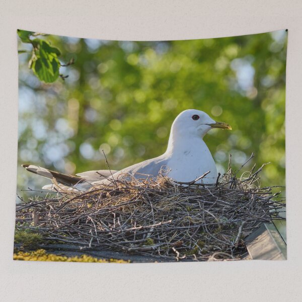 Item preview, My eggs my future. Common gull designed and sold by Jouko Lehto Photography.